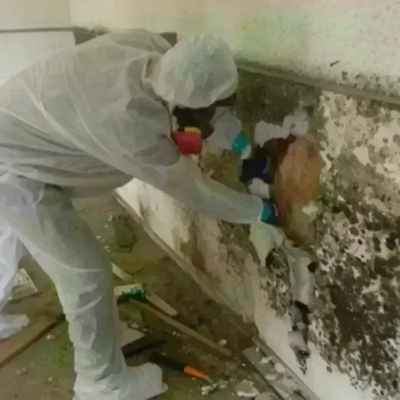 Mold Remediation and Removal in Clearwater, FL